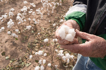 Image showing Man Holds Cotton Boll Farm Field Texas Agriculture Cash Crop