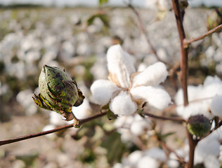 Image showing Cotton Boll Farm Field Texas Agriculture Cash Crop