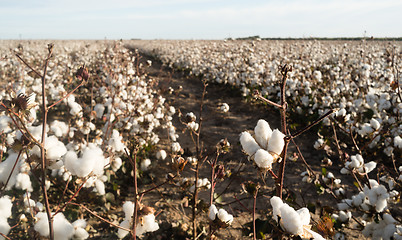 Image showing Cotton Boll Farm Field Texas Agriculture Cash Crop
