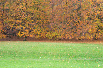 Image showing Autumn trees with red and yellow leaves and green grass, Sweden