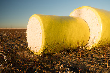 Image showing Fresh Bail Harvest Cotton Farm Field Texas Agriculture