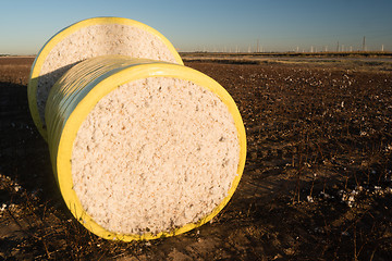 Image showing Fresh Bail Harvest Cotton Farm Field Texas Agriculture