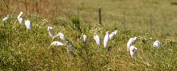 Image showing Wgite Heron Birds Congregate Together Foraging Feeding