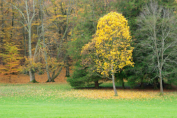 Image showing Autumn trees with red and yellow leaves and green grass, Sweden