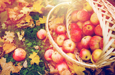 Image showing wicker basket of ripe red apples at autumn garden