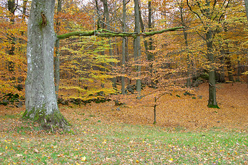 Image showing Autumn wood with trees, red and yellow leaves, Sweden