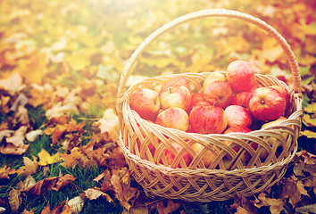 Image showing wicker basket of ripe red apples at autumn garden