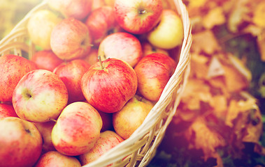 Image showing wicker basket of ripe red apples at autumn garden