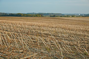 Image showing Agricultural harvested field
