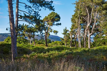 Image showing Forest landscape in New Zealand