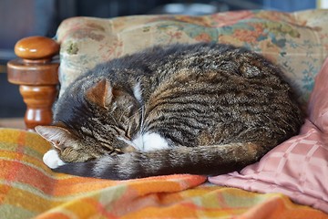 Image showing Cat sleeping on a sofa