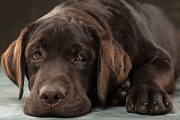 Image showing The portrait of a black Labrador dog taken against a dark backdrop.