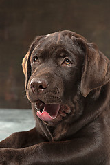 Image showing The portrait of a black Labrador dog taken against a dark backdrop.