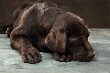 Image showing The portrait of a black Labrador dog taken against a dark backdrop.