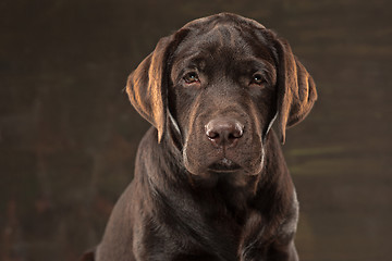 Image showing The portrait of a black Labrador dog taken against a dark backdrop.