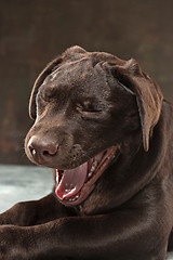 Image showing The portrait of a black Labrador dog taken against a dark backdrop.