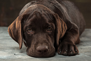 Image showing The portrait of a black Labrador dog taken against a dark backdrop.