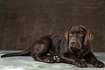 Image showing The portrait of a black Labrador dog taken against a dark backdrop.