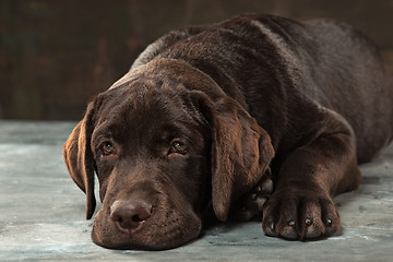 Image showing The portrait of a black Labrador dog taken against a dark backdrop.