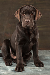 Image showing The portrait of a black Labrador dog taken against a dark backdrop.