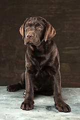 Image showing The portrait of a black Labrador dog taken against a dark backdrop.