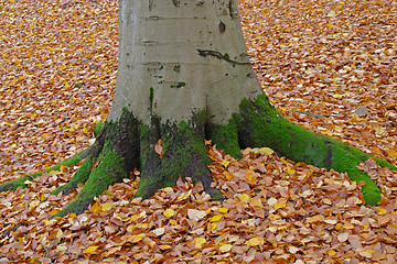 Image showing Autumn tree trunk, red and yellow leaves, Sweden