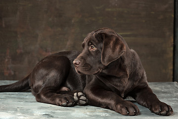 Image showing The portrait of a black Labrador dog taken against a dark backdrop.