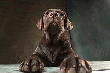 Image showing The portrait of a black Labrador dog taken against a dark backdrop.