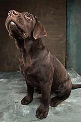 Image showing The portrait of a black Labrador dog taken against a dark backdrop.