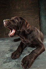 Image showing The portrait of a black Labrador dog taken against a dark backdrop.