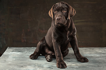 Image showing The portrait of a black Labrador dog taken against a dark backdrop.