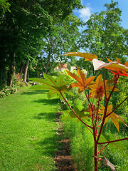 Image showing garden