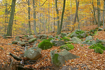 Image showing Autumn wood, red and yellow leaves and trees, moss and stones, Sweden