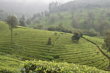 Image showing Tea Gardens in India