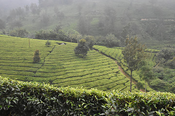 Image showing Tea Gardens in India