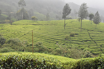 Image showing Tea Gardens in India