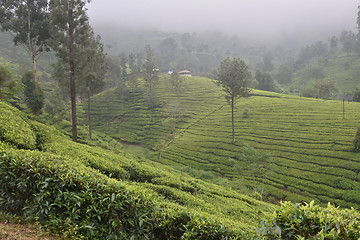 Image showing Tea Gardens in India