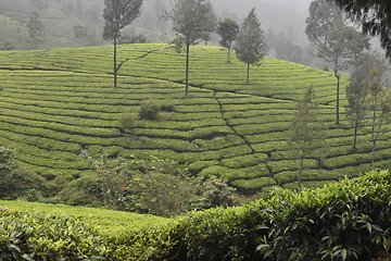 Image showing Tea Gardens in India