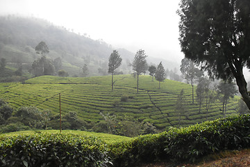 Image showing Tea Gardens in India