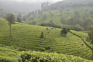 Image showing Tea Gardens in India