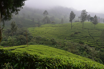 Image showing Tea Gardens in India