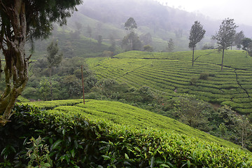 Image showing Tea Gardens in India