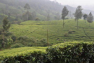 Image showing Tea Gardens in India