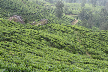 Image showing Tea Gardens in India