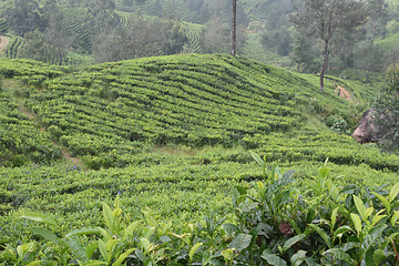 Image showing Tea Gardens in India