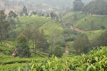 Image showing Tea Gardens in India