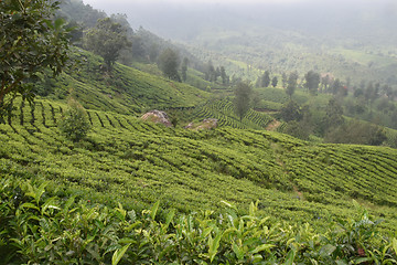 Image showing Tea Gardens in India