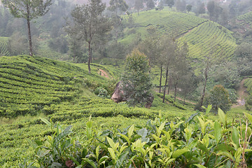 Image showing Tea Gardens in India