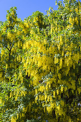 Image showing typical yellow laburnum