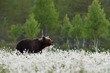 Image showing Brown bear with bog landscape at summer.